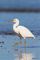 Pacific Reef-Heron